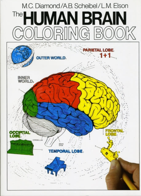Book cover of: Human Brain Coloring Book