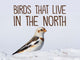 Book cover of: Birds That Live in the North. By: Inhabit Education