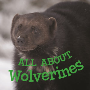 All about Wolverines