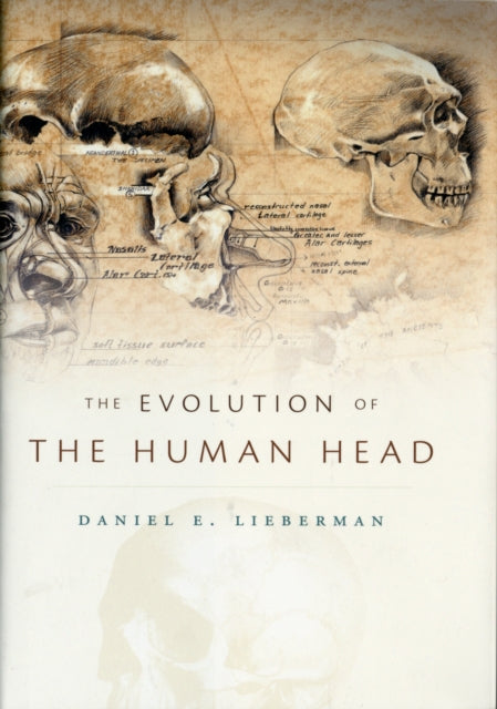 Book cover of: Evolution of the Human Head. By: Daniel Lieberman