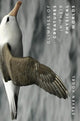 Book cover of: Glimpses of Creatures in Their Physical Worlds. By: Vogel, Steven