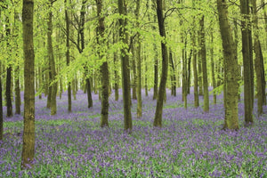 Memo Block - Bluebells