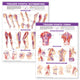 Book cover of: Trigger Point Chart Set: Torso & Extremities Paper