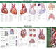 Book cover of: Anatomical Chart Company's Illustrated Pocket Anatomy: Anatomy of The Heart Study Guide. By: Anatomical Chart Company