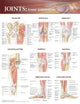 Book cover of: Joints of the Lower Extremities Anatomical Chart