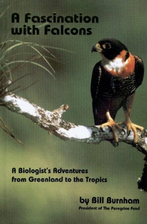 Fascination with Falcons