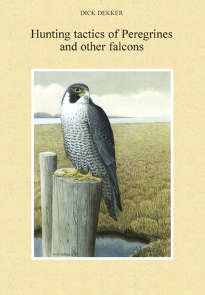 Hunting tactics of Peregrines and other falcons