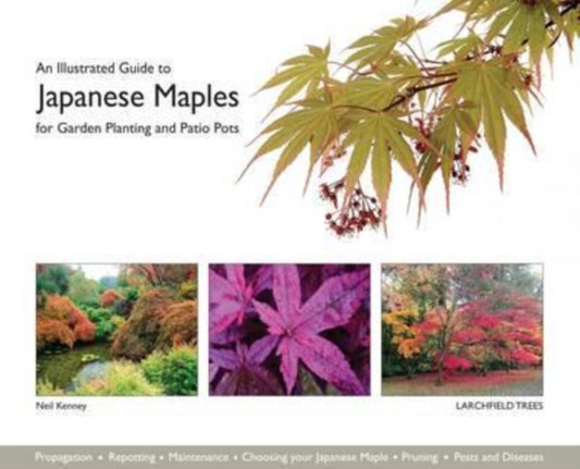 Illustrated Guide to Japanese Maples for Garden Planting and Patio Pots 9780993213304 Neil Kenney