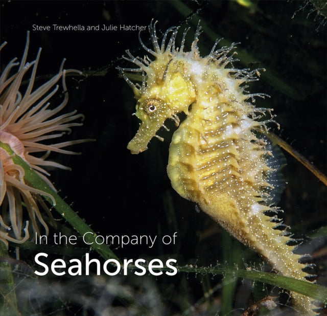 Book cover of: In the Company of Seahorses. By: Steve Trewhella