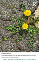 Book cover of: Contributions to Law, Philosophy and Ecology. By: Ruth Thomas-Pellicer