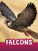 Book cover of: Falcons. By: Jaclyn Jaycox
