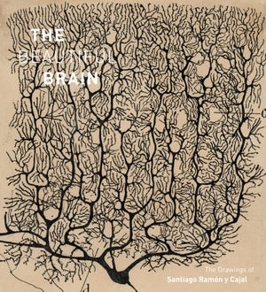 Beautiful Brain