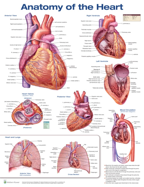 Book cover of: Anatomy of the Heart
