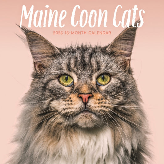 Book cover of: Maine Coon Cats Square Wall Sunday Start
