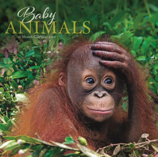 Book cover of: Baby Animals Square Wall Sunday Start Ca
