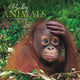 Book cover of: Baby Animals Square Wall Sunday Start Ca