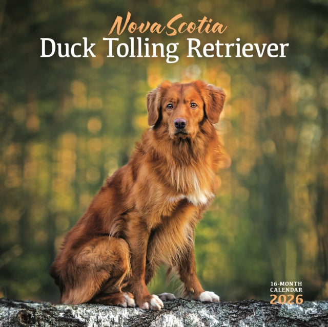 Book cover of: Nova Scotia Duck Tolling Retriever Squar