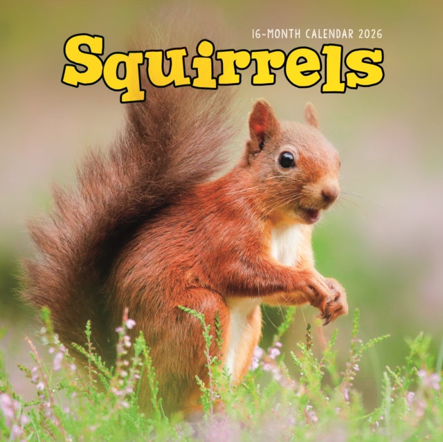 Book cover of: Squirrels Square Wall Sunday Start Calen