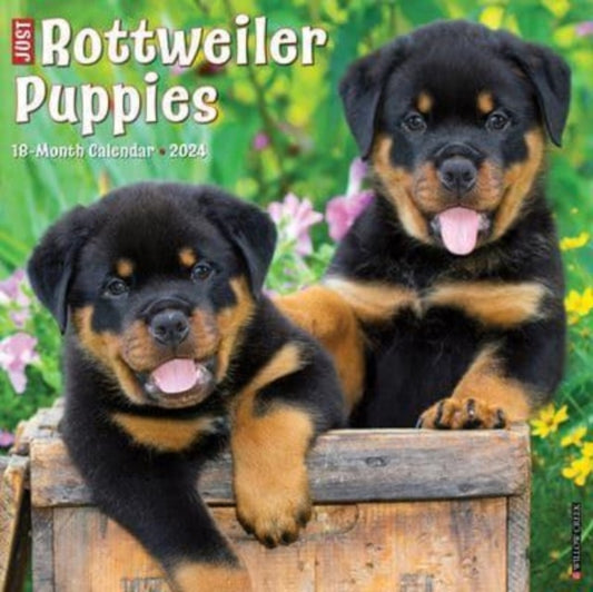 Book cover of: Just Rottweiler Puppies 2024 12 X 12 Wall Calendar