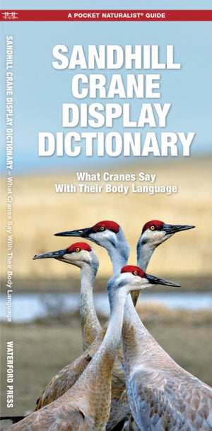 Sandhill Crane Display Dictionary