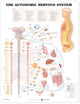 Book cover of: Autonomic Nervous System Anatomical Chart