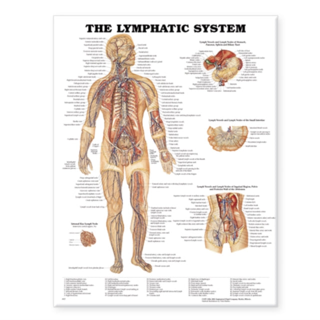 Book cover of: Lymphatic System Anatomical Chart. By: Anatomical Chart Company
