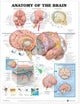 Book cover of: Anatomy of the Brain Anatomical Chart. By: Anatomical Chart Company