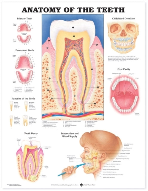 Book cover of: Anatomy of the Teeth Anatomical Chart. By: Anatomical Chart Company