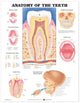 Book cover of: Anatomy of the Teeth Anatomical Chart. By: Anatomical Chart Company