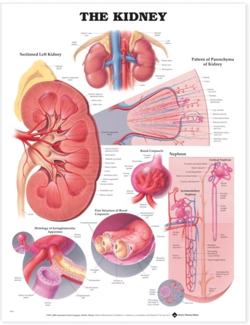 Book cover of: Kidney Anatomical Chart