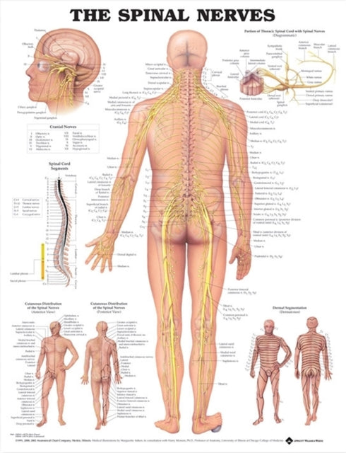 Book cover of: Spinal Nerves Anatomical Chart