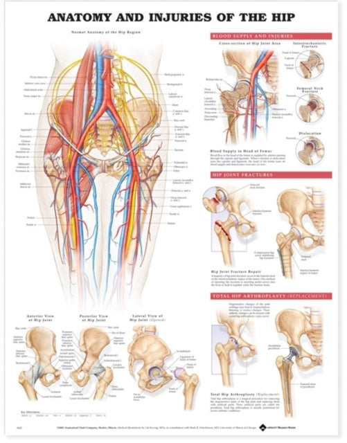 Book cover of: Anatomy and Injuries of the Hip Anatomical Chart