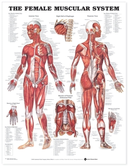 Book cover of: Female Muscular System Anatomical Chart