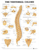 Book cover of: Vertebral Column Anatomical Chart. By: Anatomical Chart Company