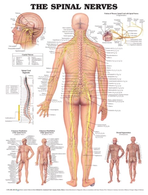 Book cover of: Spinal Nerves Anatomical Chart