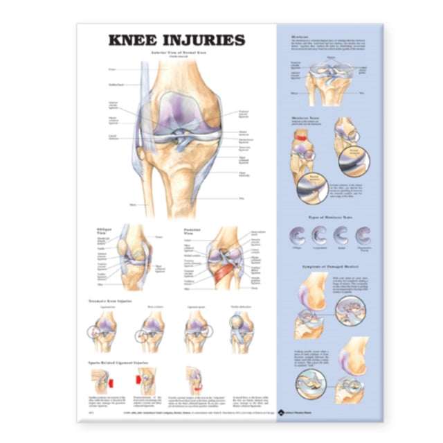 Book cover of: Knee Injuries Anatomical Chart