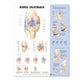 Book cover of: Knee Injuries Anatomical Chart