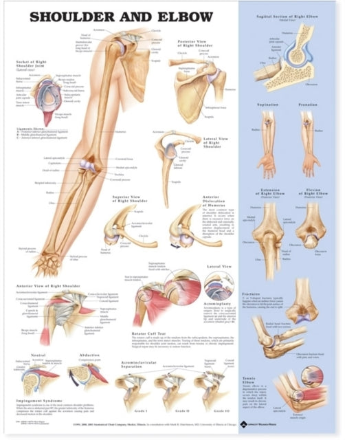 Book cover of: Shoulder and Elbow Anatomical Chart
