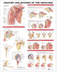 Book cover of: Anatomy and Injuries of the Shoulder Anatomical Chart