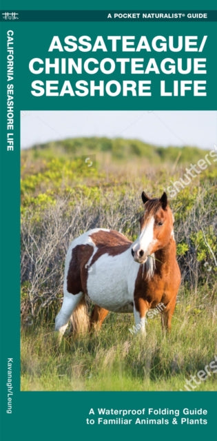 Book cover of: Assateague/Chincoteague Seashore Life. By: Waterford Press