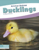 Book cover of: Ducklings. By: Meg Gaertner