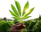 American Cannabis Story 9781648230295 David Goodman