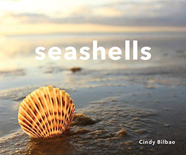 Book cover of: Seashells. By: Cindy Bilbao