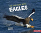 Book cover of: On the Hunt with Eagles. By: Sandra Markle