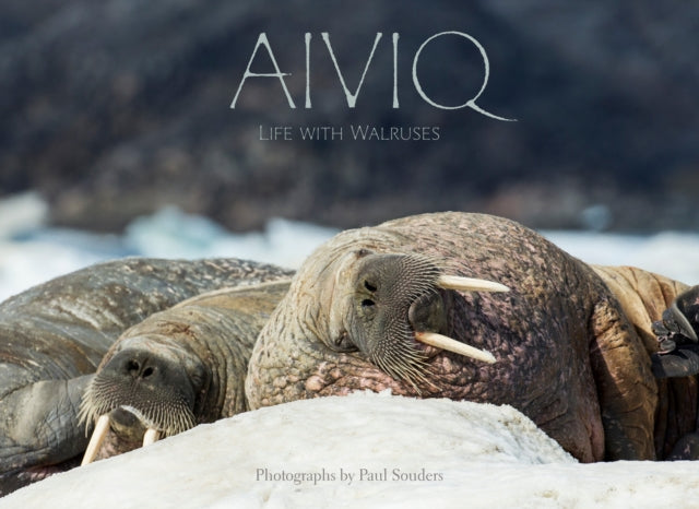 Book cover of: Aiviq: Life With Walruses