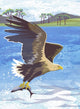 Book cover of: Nature Notebook: Sea Eagle. By: Jane Smith