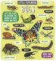 Book cover of: Little Explorers: Bugs. By: Staff Dynamo Ltd.