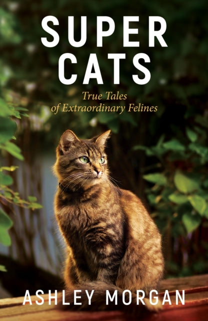 Book cover of: Super Cats. By: Ashley Morgan