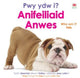 Book cover of: Pwy ydw i? Anifeiliaid Anwes / Who Am I? Pets