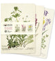 Royal Botanic Garden Edinburgh Set of 3 Midi Notebooks 9781804177778 Flame Tree Studio